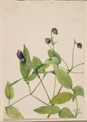 Lederblume Clematis viorna, 1920