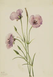Flieder-Mariposa Calochortus splendens, 1926
