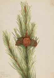 Lodgepole-Kiefer Pinus Contorta murrayana, 1921