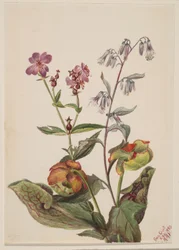 Wiesen-Schönheit (Rhexia virginica), Klapperschlangenwurzel (Nabalus albus), Schlauchpflanze (Sarracenia purpurea)