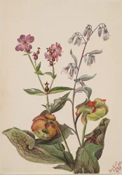 Wiesen-Schönheit Rhexia virginica, Klapperschlangenwurzel Nabalus albus, Kannenpflanze..., 1880
