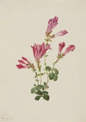 Menzies Pentstemon Pentstemon menziesii, 1925