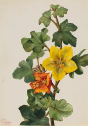Mexikanische Fremontia (Fremontodendron mexicanum)
