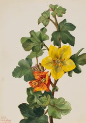 Mexikanische Fremontie Fremontodendron mexicanum, 1926
