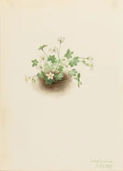 Nebeljungfer (Romanzoffia sitchensis)