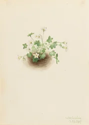 Nebeljungfer Romanzoffia sitchensis, 1907