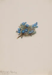 Moos-Vergissmeinnicht (Eritichum elongatum)