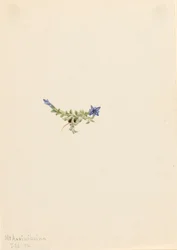 Moos-Enzian Gentiana prostrata, 1916