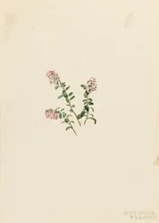 Preiselbeere Vaccinium vitisidaea minus