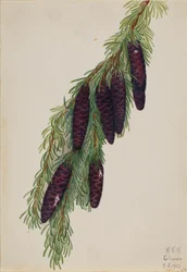 Berg-Hemlock Tsuga mertensiana, 1923