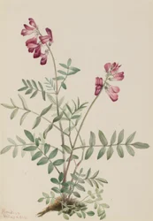 Nördliches Hedysarum (Hedysarum boreale)