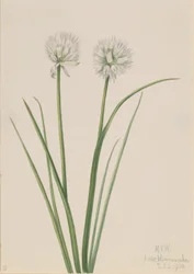 Nördliche Zwiebel (Allium sibiricum)