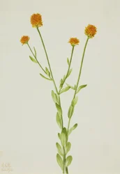 Orange Polygala Polygala lutea