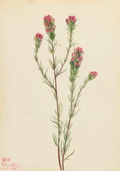 Eulen-Klee (Orthocarpus tenuifolius)