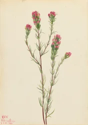 Eulenklee Orthocarpus tenuifolius, 1923