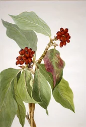 Pazifischer Hartriegel (Cornus nuttallii)