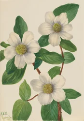 Pazifischer Hartriegel Cornus nuttallii, 1933