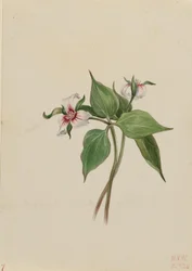 Gemaltes Dreiblatt (Trillium undulatum)