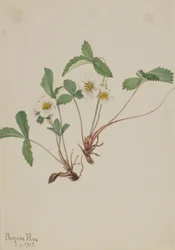Blasse Erdbeere (Fragaria glauca)