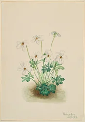 Stiefmütterchen Veilchen (Viola pedata)
