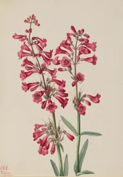 Parrys Penstemon Penstemon parryi, 1927