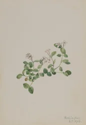 Rebhuhnbeere (Mitchella repena)