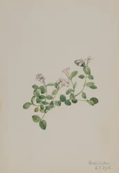 Partridgeberry Mitchella repena, 1918