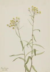 Perl-Edelweiß (Anaphalis margaritacea)