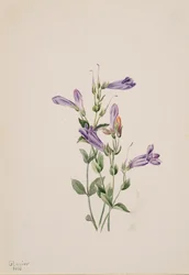Penstemon Penstimon fruiticosus, 1903