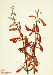 Bartfaden (Pentstemon barbatus), 1934