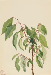 Persimone (Diospyros virginiana)