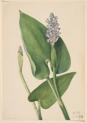Hechtkraut (Pontederia cordata)