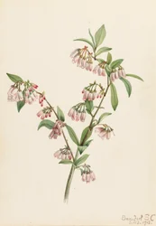 Pineland Blaubeere Vaccinium tenellum, 1918