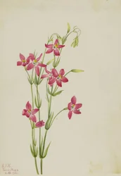 Rosa Tausendgüldenkraut (Centaurium venustum)