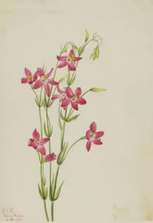 Rosa Tausendgüldenkraut, 1925
