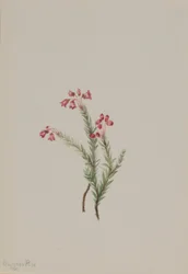 Rosa Heidekraut (Phyllodoce empetriformis)