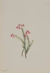 Rosa Heidekraut (Phyllodoce empetriformis)