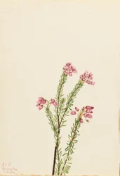 Rosa Bergheide (Phyllodoce empetriformis)