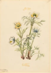 Küchenschelle (Pulsatilla occidentalis)