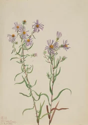Prärie-Aster (Aster campestris)
