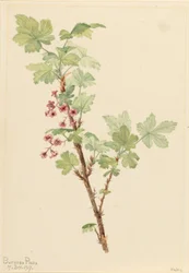 Stachelige Johannisbeere (Ribes lacustre)