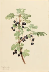 Stachelige Johannisbeere (Ribes lacustre)