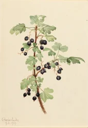 Stachelige Johannisbeere Ribes lacustre, 1919