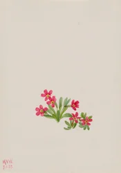 Primel (Primula angustifolia)