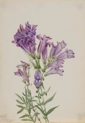 Lila Bartfaden (Pentstemon lyallii)