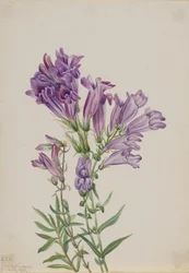 Lila Bartfaden Pentstemon lyallii, 1923