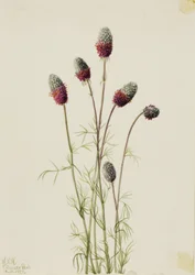 Purpur-Prärieklee (Petalostemon purpureum)