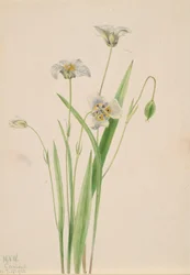 Katzenohren, Calochortus elegans, 1923.