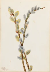 Amerikanische Weide (Salix discolor)
