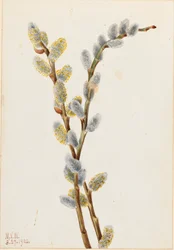Amerikanische Weide Salix discolor, 1920.